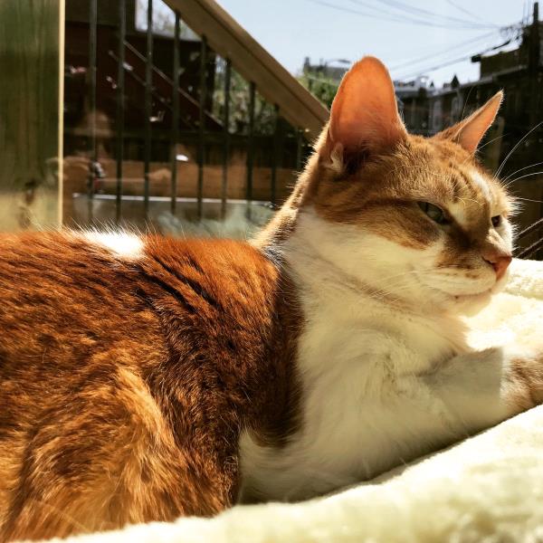 /Images/uploads/Humane Rescue Alliance/HRACalendarPhotoContest/entries/8566thumb.jpg